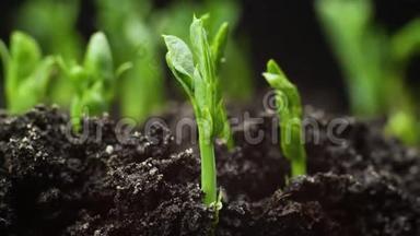 植物生长在萌芽期，萌发新生的绿色植物农业